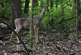 Deer spotted during a Marian Inc. outdoor event