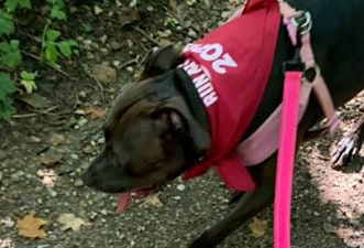 Dog participating in a Marian Inc. community event