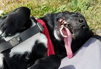 Dog participating in a Marian Inc. community event