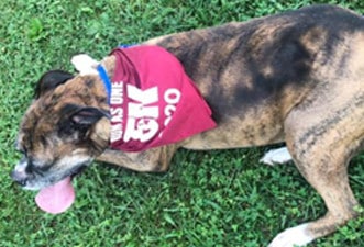 Dog participating in a Marian Inc. community event